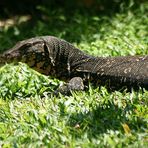 eine Nahaufnahme unseres Garten Besuchers in Sri Lanka.