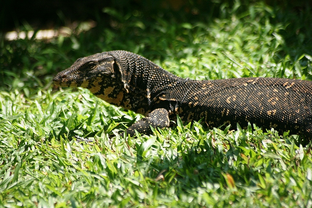 eine Nahaufnahme unseres Garten Besuchers in Sri Lanka.