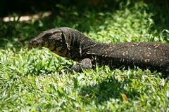 eine Nahaufnahme unseres Garten Besuchers in Sri Lanka.