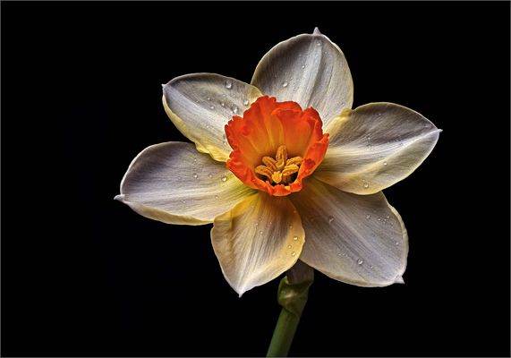 Eine Narzisse Barrett Browning  ist mein Blumengruß zum Osterfest - ( Stacking Bild ) 