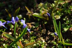 Eine Nase voller Pollen bitte !