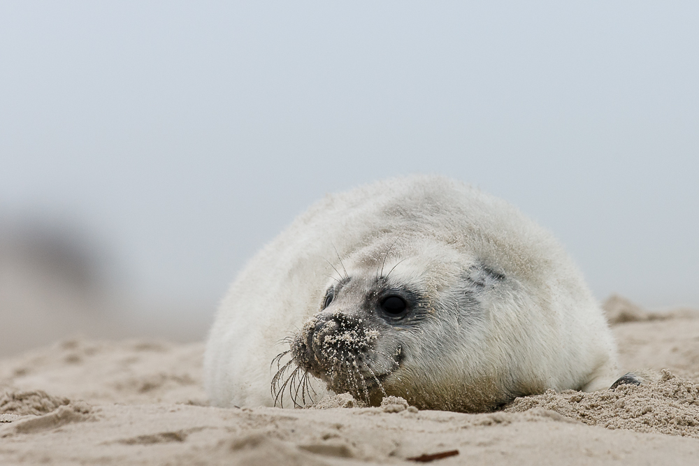 eine Nase voller Sand ...