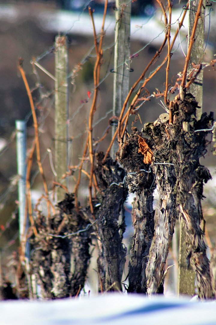 eine Natur Ansicht aus dem Weinberg 