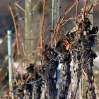 eine Natur Ansicht aus dem Weinberg 