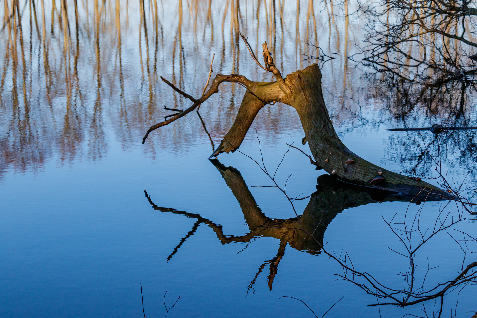 Eine Naturzange im Wasserspiegel - Dienstag ist Spiegeltag