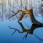 Eine Naturzange im Wasserspiegel - Dienstag ist Spiegeltag