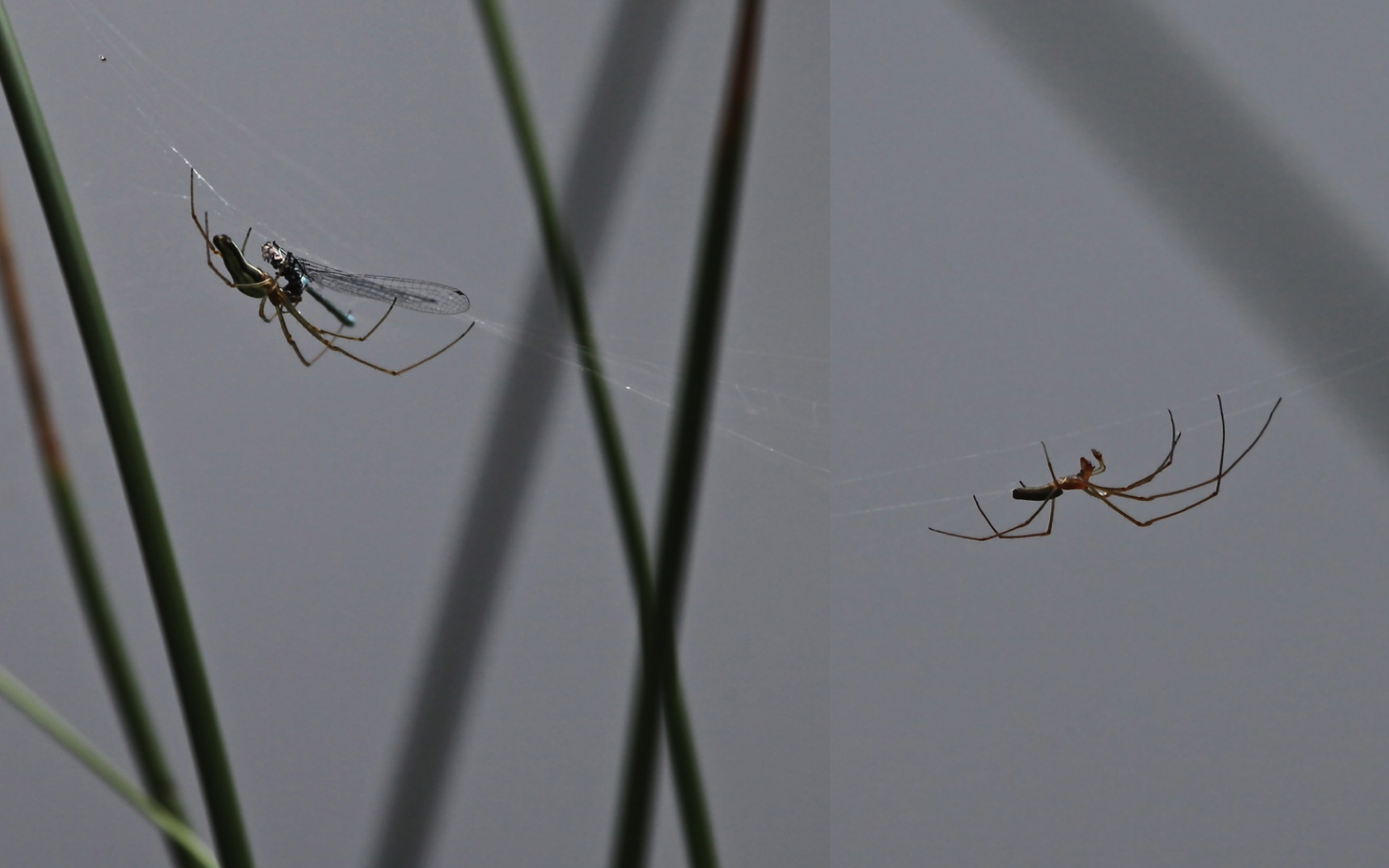 eine Nephila-Art ? wer kann helfen?