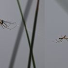 eine Nephila-Art ? wer kann helfen?