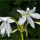 Eine Nerinenblüte als "Dankeschön" zum Wochenende!