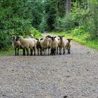 eine nette Begegnung im Wald