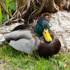 eine nette Bekanntschaft im Park