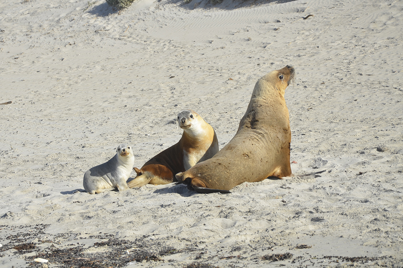 Eine nette Familie