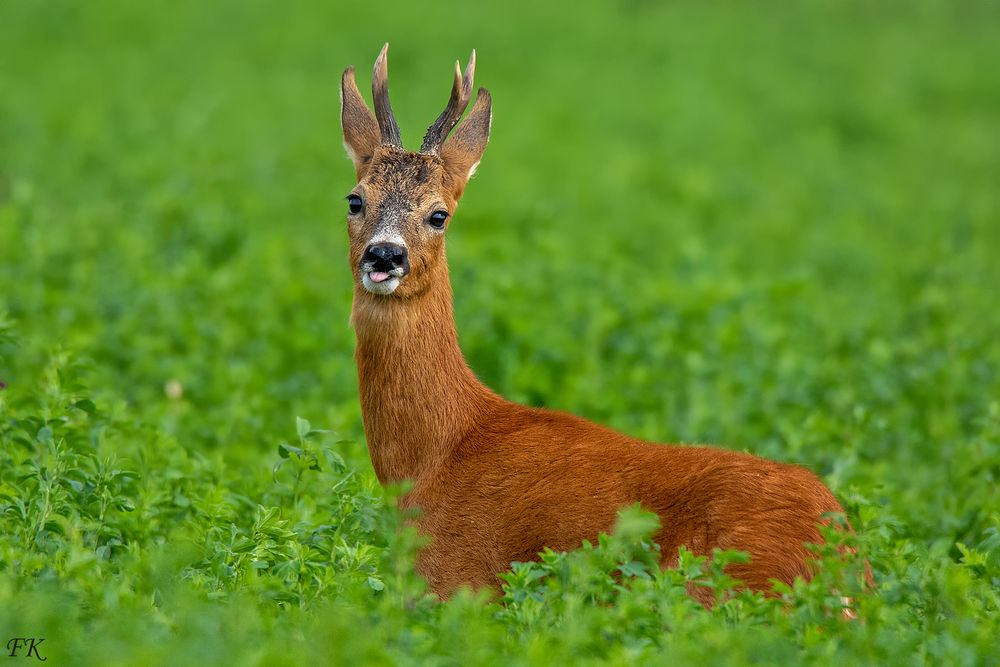 Eine Nette Geste *** Foto & Bild tiere, wildlife, säugetiere Bilder