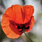 Eine neue Art:  "Maskenmohn"