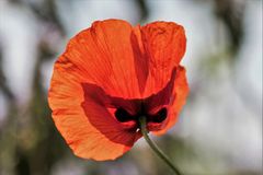 Eine neue Art:  "Maskenmohn"