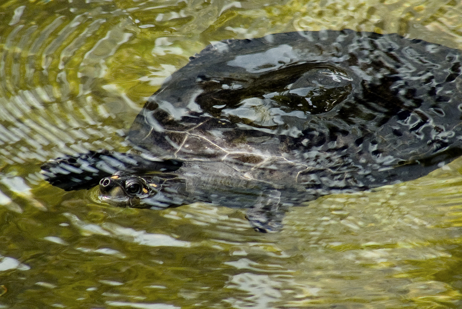 Eine neue Bewohnerin des Manati-Hauses in Nürnberg: Terekay-Schienenschildkröte