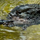 Eine neue Bewohnerin des Manati-Hauses in Nürnberg: Terekay-Schienenschildkröte