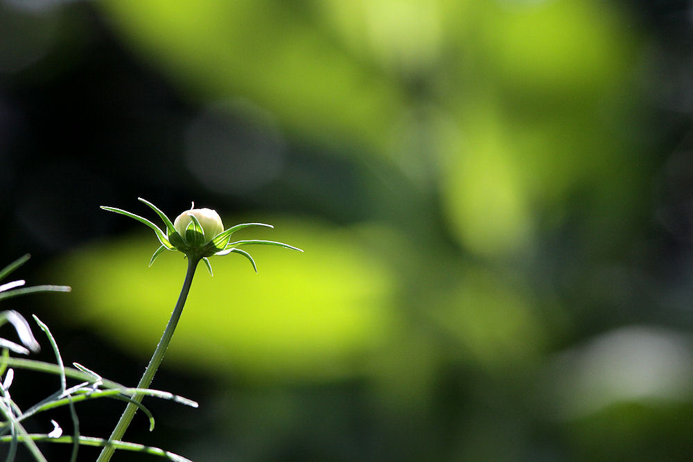 Eine neue Blüte entsteht