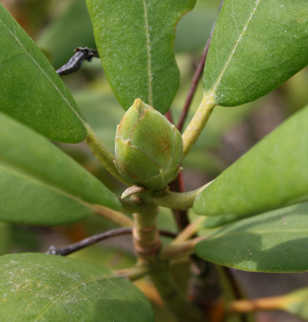 Eine neue Blüte entsteht