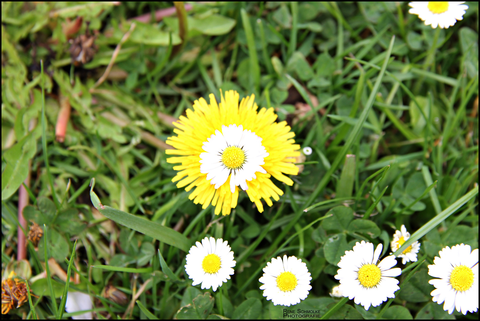 Eine neue Blüte ist entstanden....