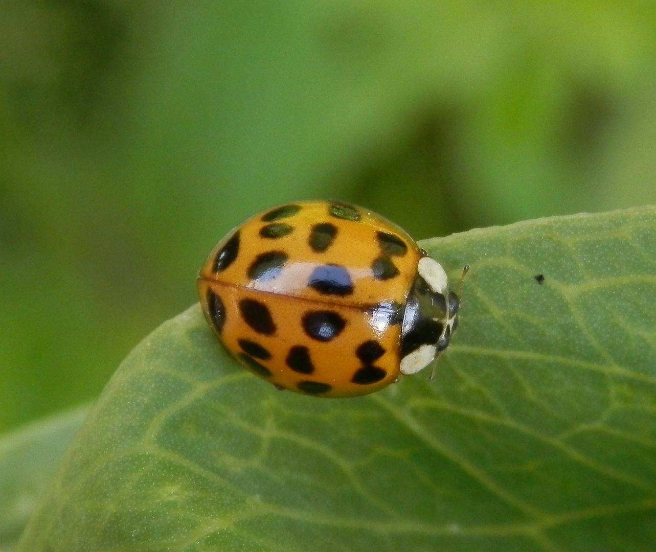 Eine neue Färbungsvariante des Asiatischen Marienkäfers (Harmonia axyridis)