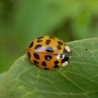 Eine neue Färbungsvariante des Asiatischen Marienkäfers (Harmonia axyridis)