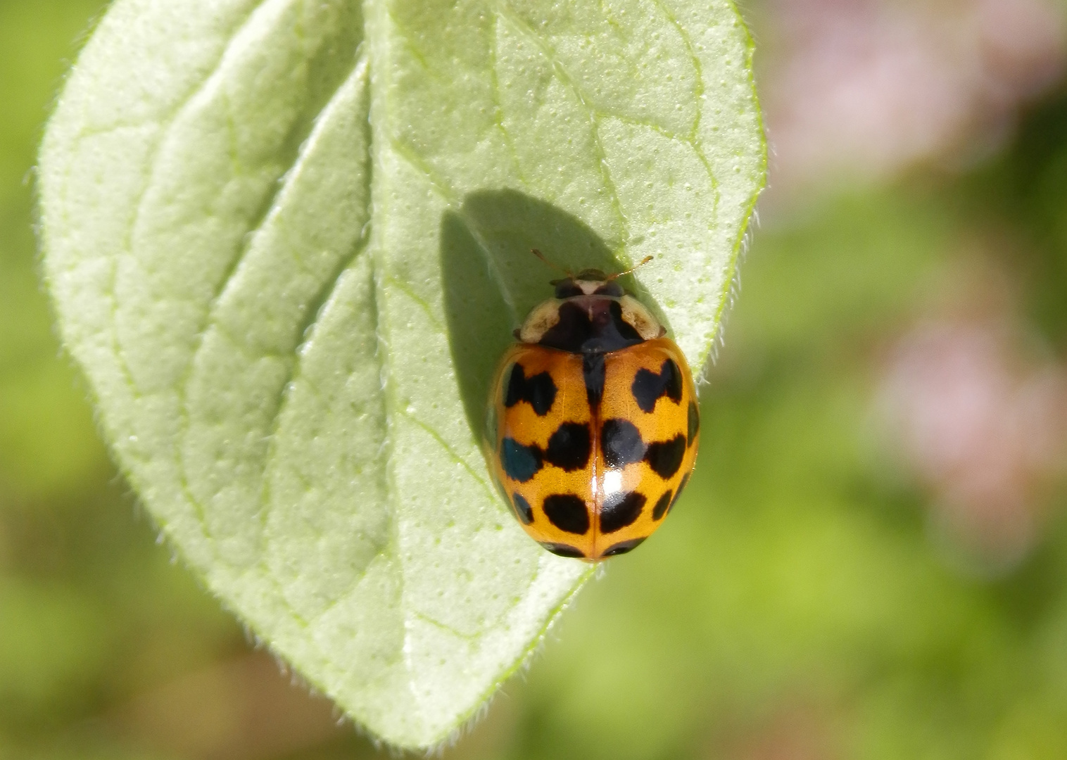 Eine neue Färbungsvariante des Asiatischen Marienkäfers (Harmonia axyridis)