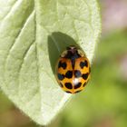 Eine neue Färbungsvariante des Asiatischen Marienkäfers (Harmonia axyridis)