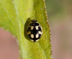 Eine neue Farbvariante von Propylea quatuordecimpunctata