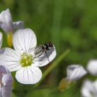 Eine neue Fliege in unserem Garten - vielleicht Anthomyia procellaris ???