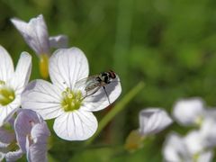 Eine neue Fliege in unserem Garten - vielleicht Anthomyia procellaris ???