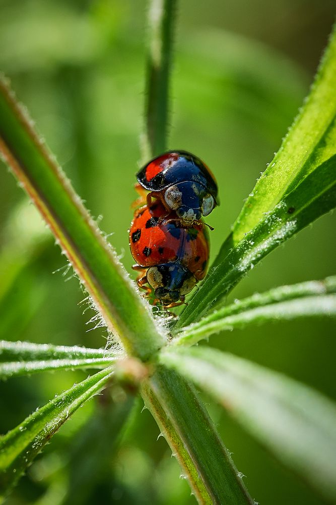 Eine Neue Gattung Wird Gezeugt Foto Bild Tiere Wildlife Insekten Bilder Auf Fotocommunity