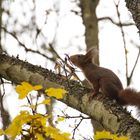 eine neue Hörnchen saga ...teil1..