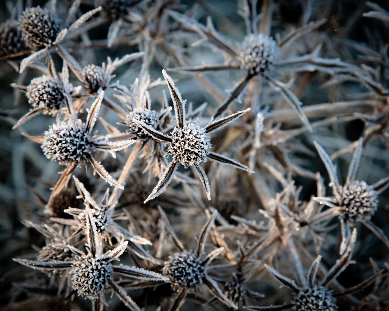 Eine neue MUTANTE ? Foto & Bild pflanzen, pilze & flechten, pflanzen