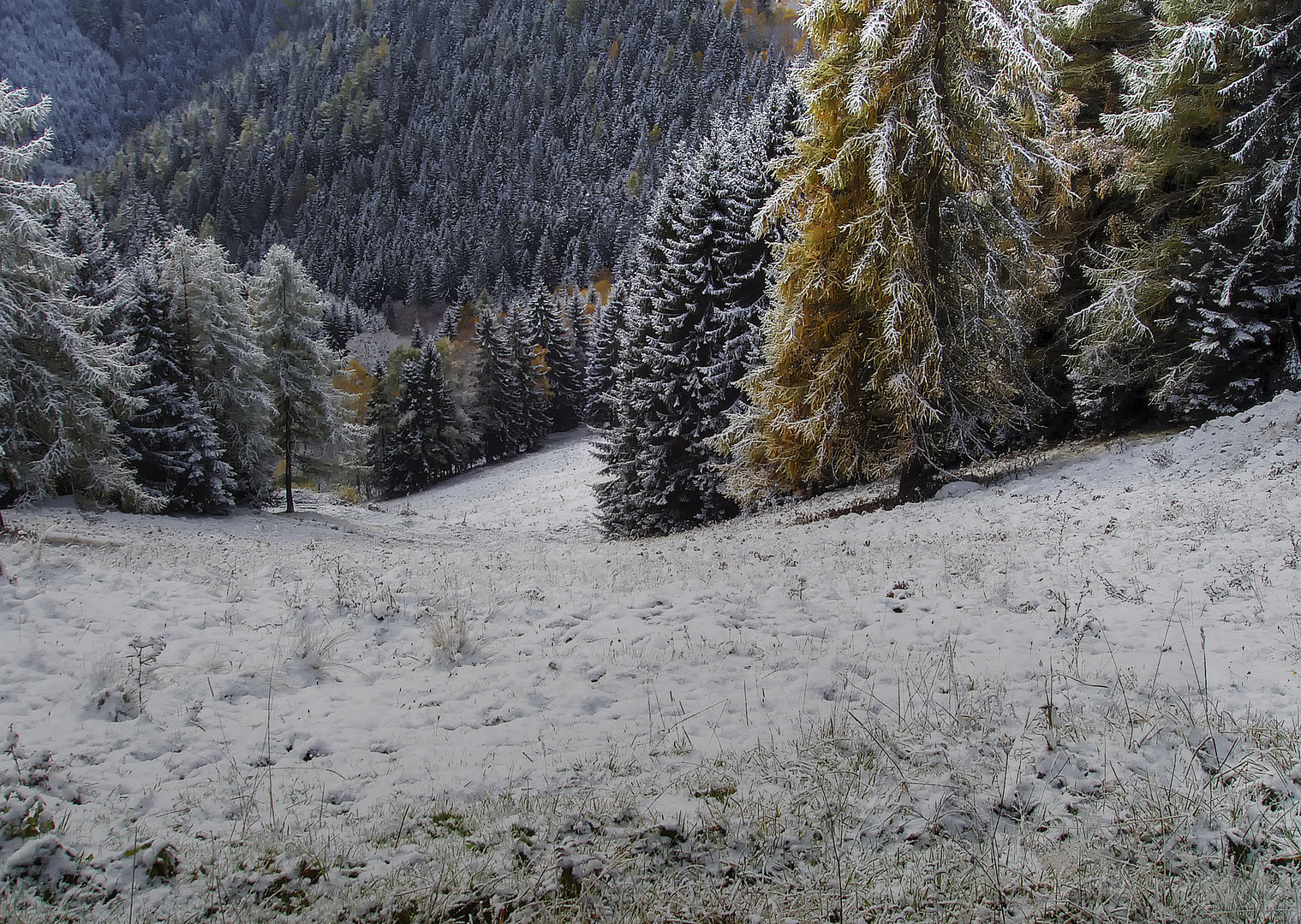 Eine Neue oberhalb der Kirlalm (1200 m)