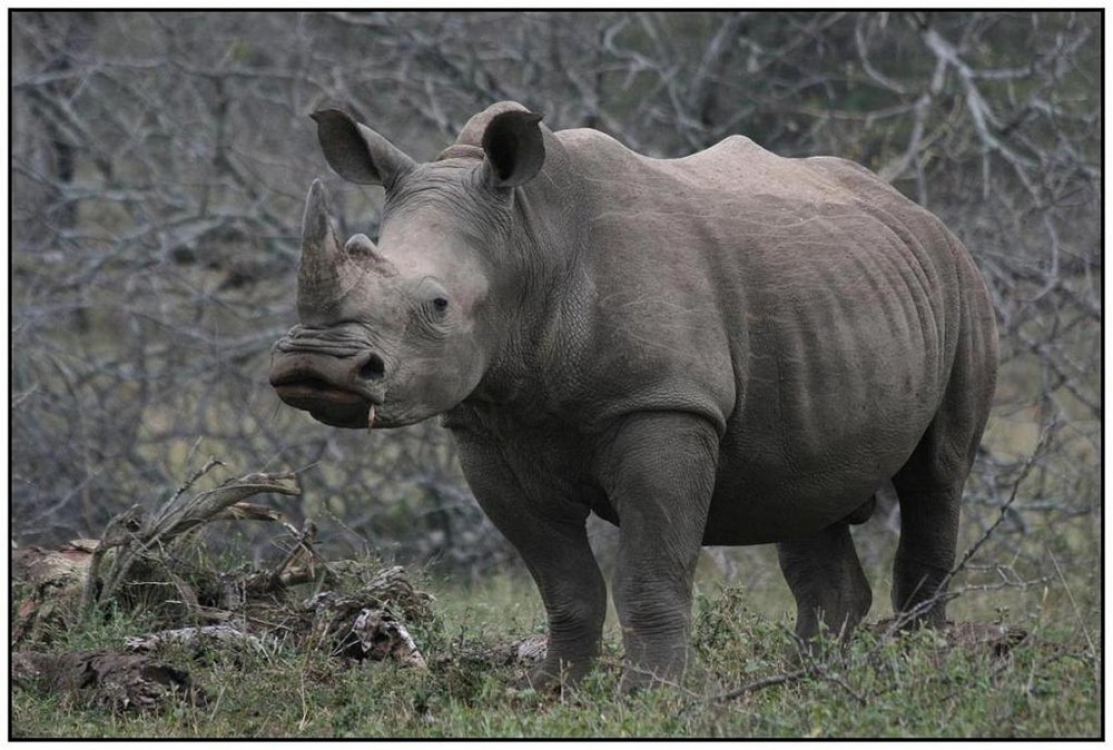 Eine neue Spezis: Das Bussi-Rhino