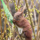 Eine neue Vogelart?