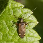 Eine neue Wanzenart in unserem Garten - Closterotomus fulvomaculatus