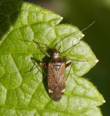 Eine neue Wanzenart in unserem Garten - Closterotomus fulvomaculatus