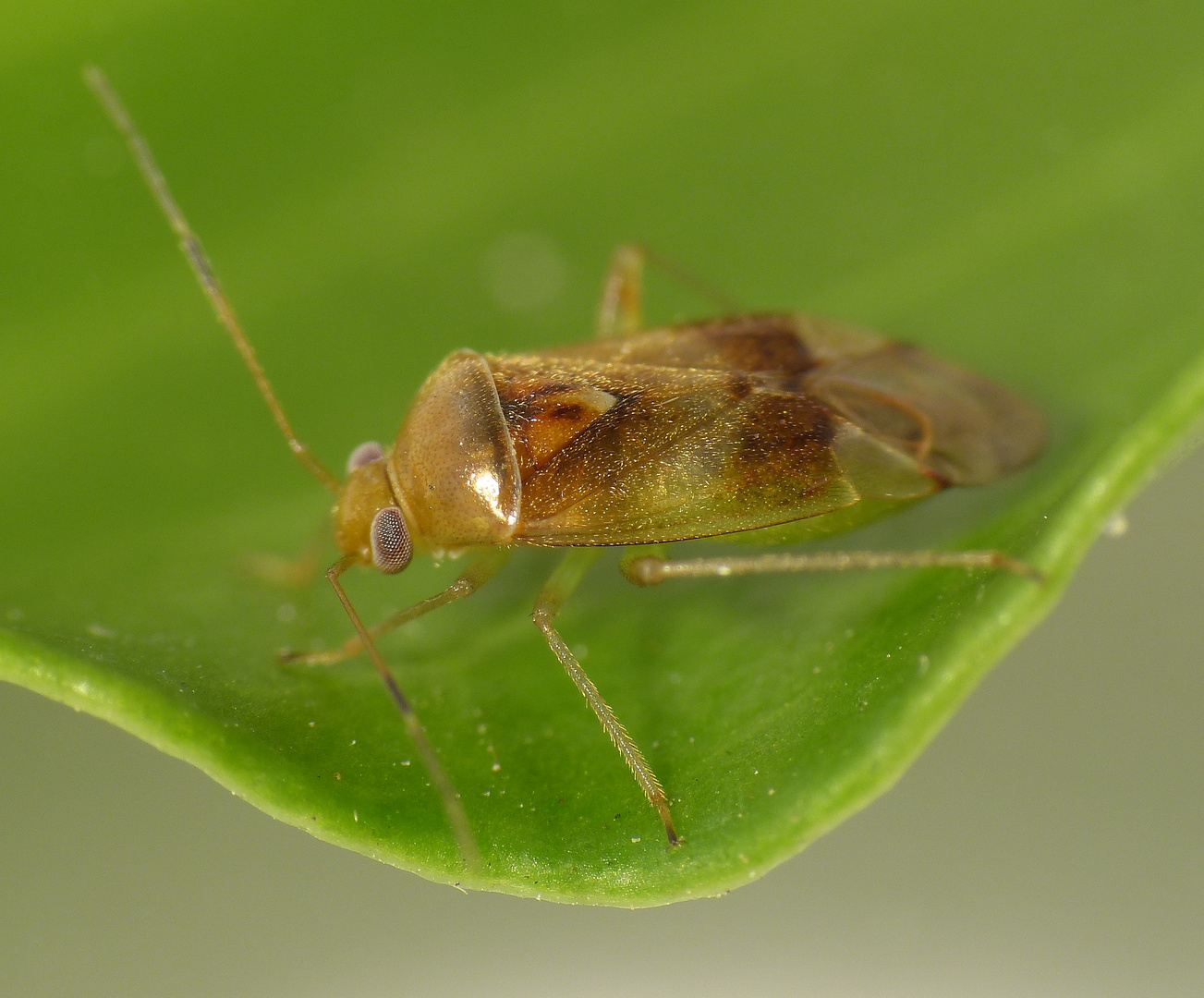 Eine neue Weichwanze in unserem Garten Pinalitus cervinus Foto & Bild