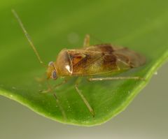 Eine neue Weichwanze in unserem Garten - Pinalitus cervinus