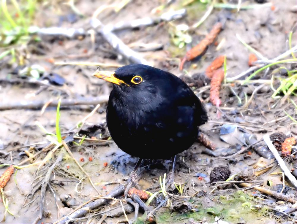 Eine neugierige Amsel