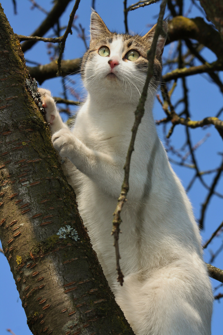 eine neugierige Katze