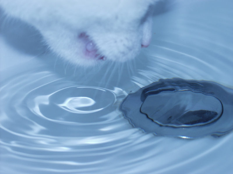 Eine neugierige Katze und Wasserperlen