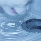 Eine neugierige Katze und Wasserperlen