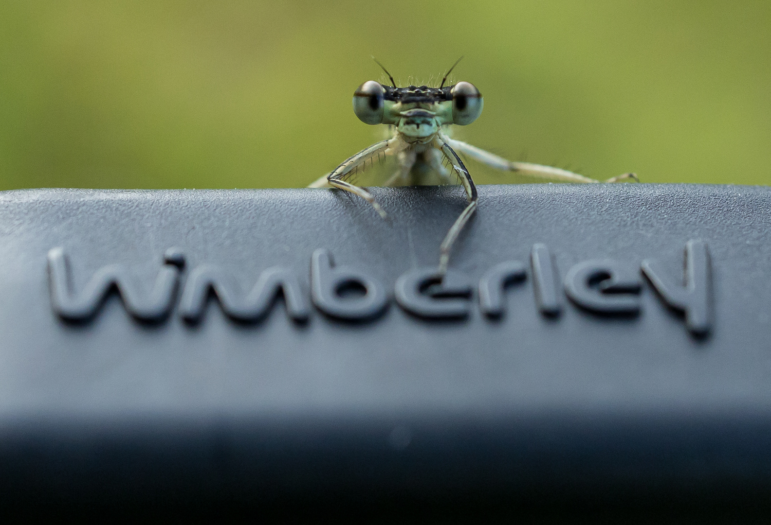 Eine neugierige Wasserjungfer