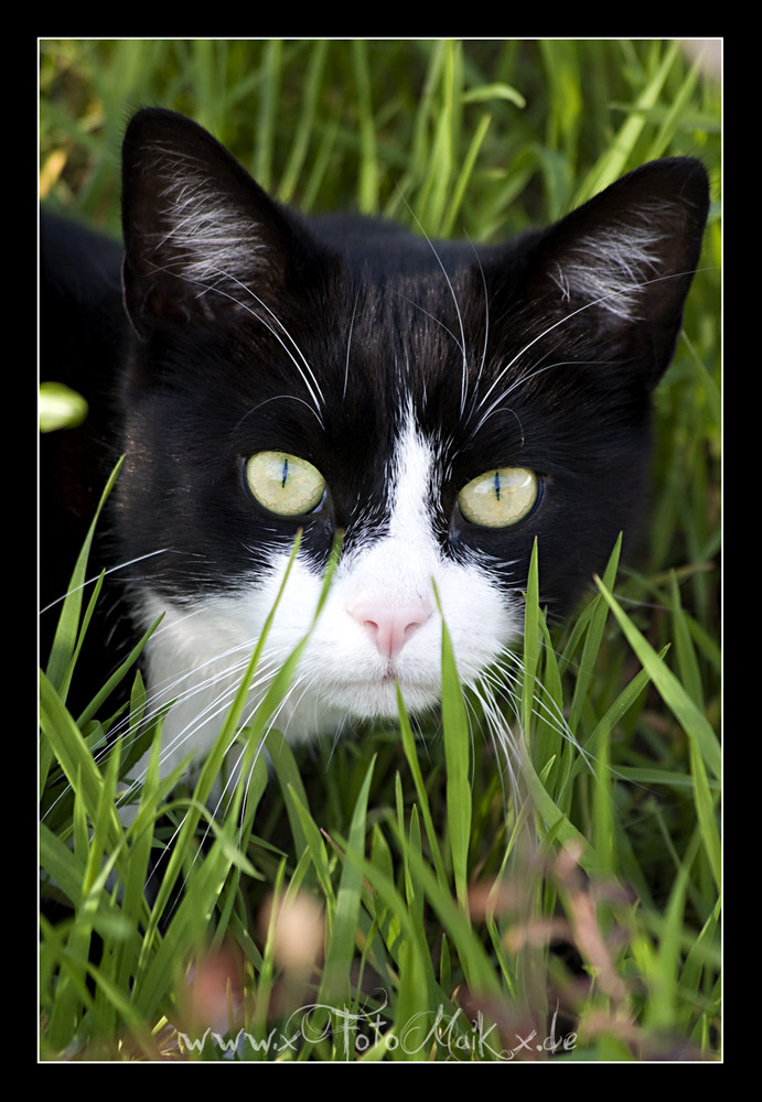 Eine Niedliche Mietze Katze im Frühling....