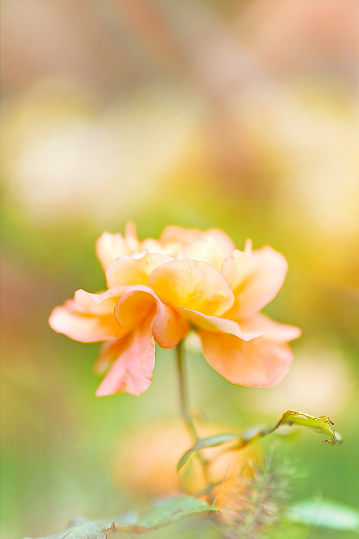 eine niedliche rose zu pflücken...