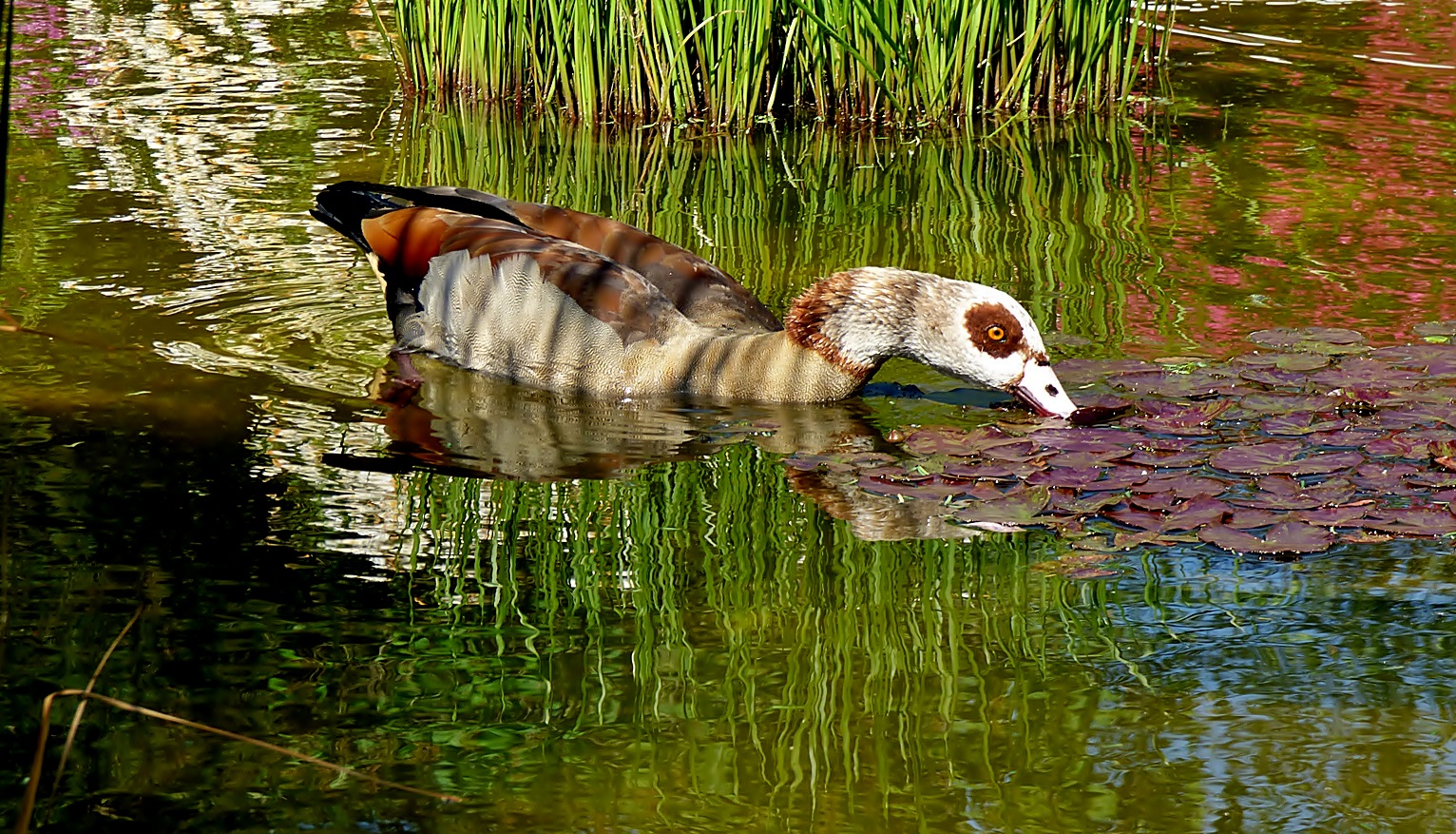 Eine Nilgans . . .