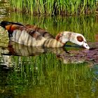 Eine Nilgans . . .